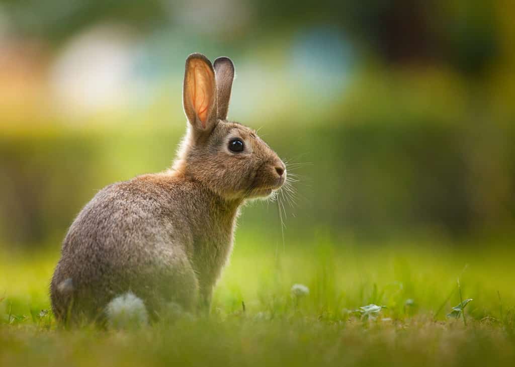 All About Okunoshima: The Rabbit Island of Japan