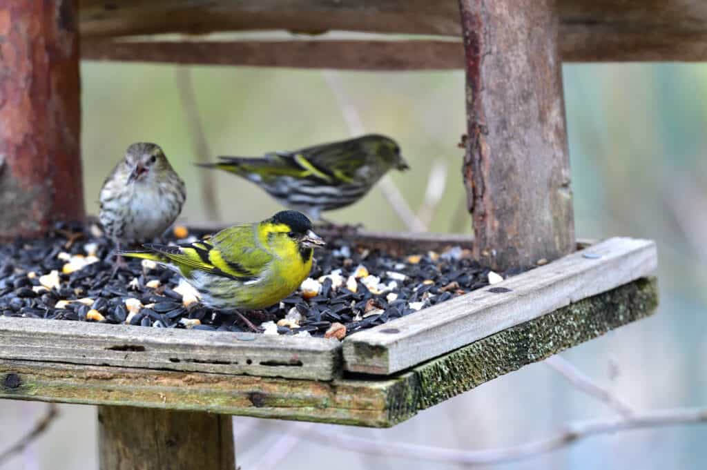 Meet the 9 Finches That Call Florida Home (and How to Properly ID Each!)