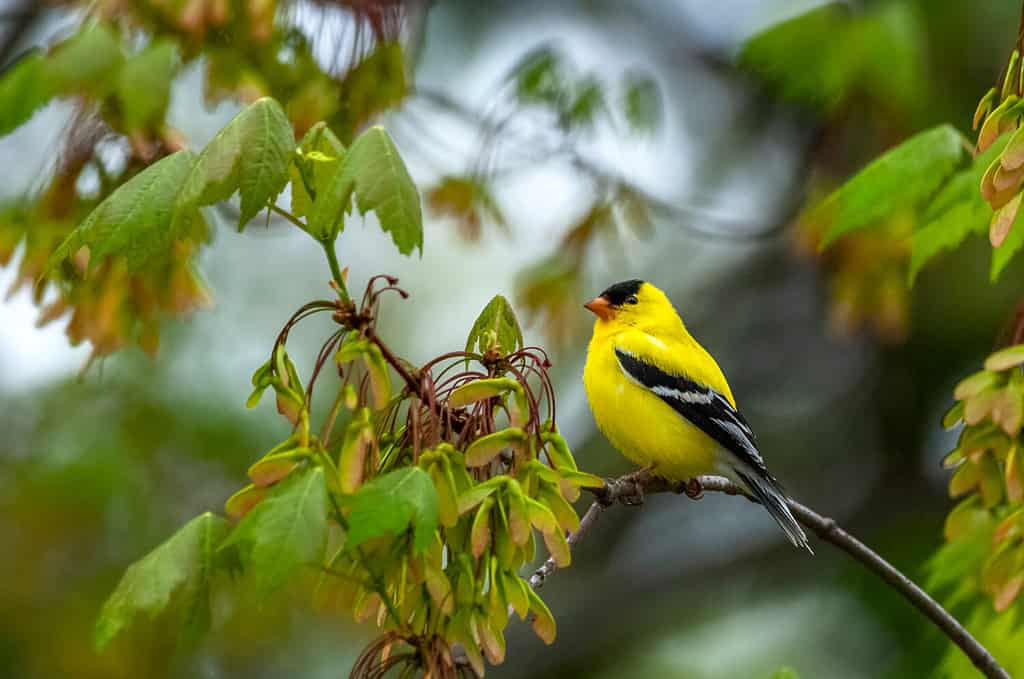 Meet the 9 Finches That Call Florida Home (and How to Properly ID Each!)