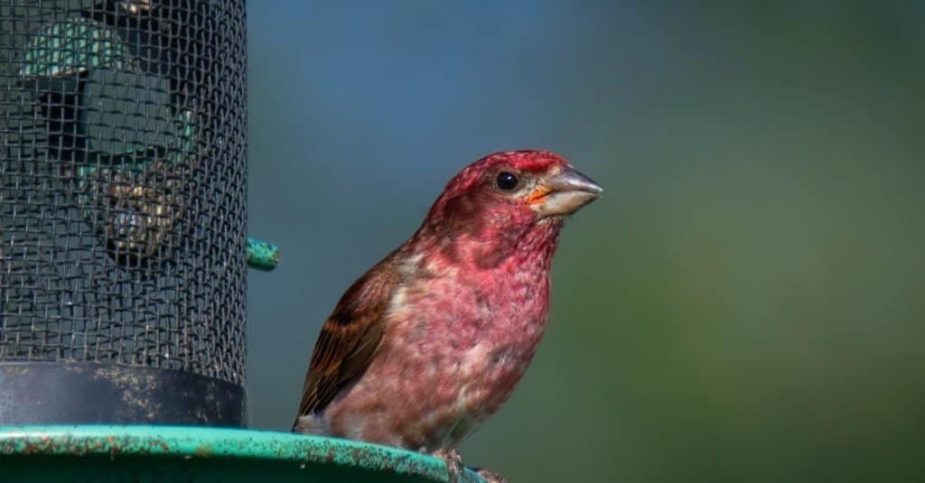 Meet the 9 Finches That Call Florida Home (and How to Properly ID Each!)