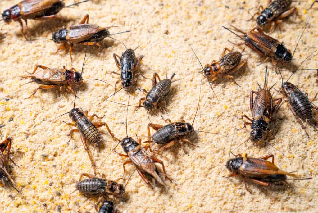 Cricket Poop: Everything You've Ever Wanted to Know