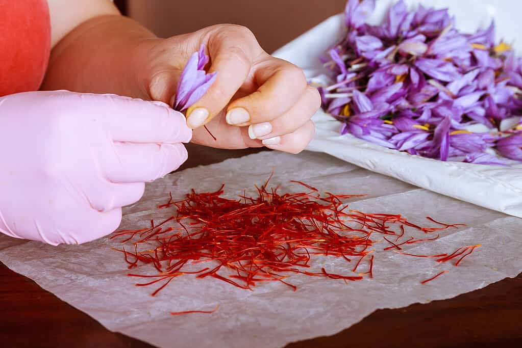 Saffron Prices per Pound in 2024: What to Expect When Buying