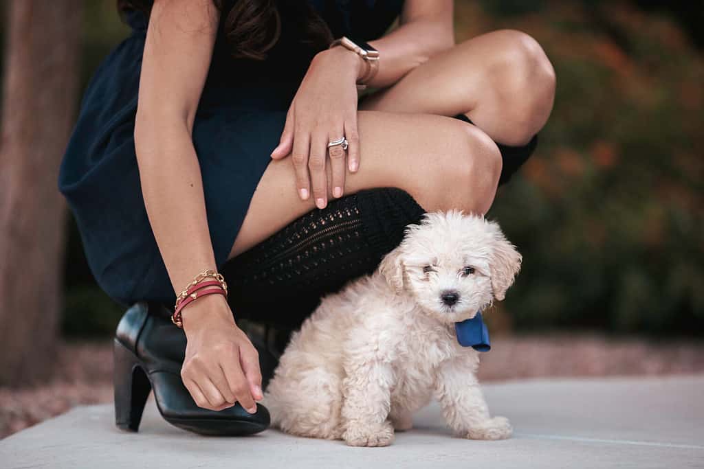 Maltipoo Temperament: Do They Make Good Family Dogs?