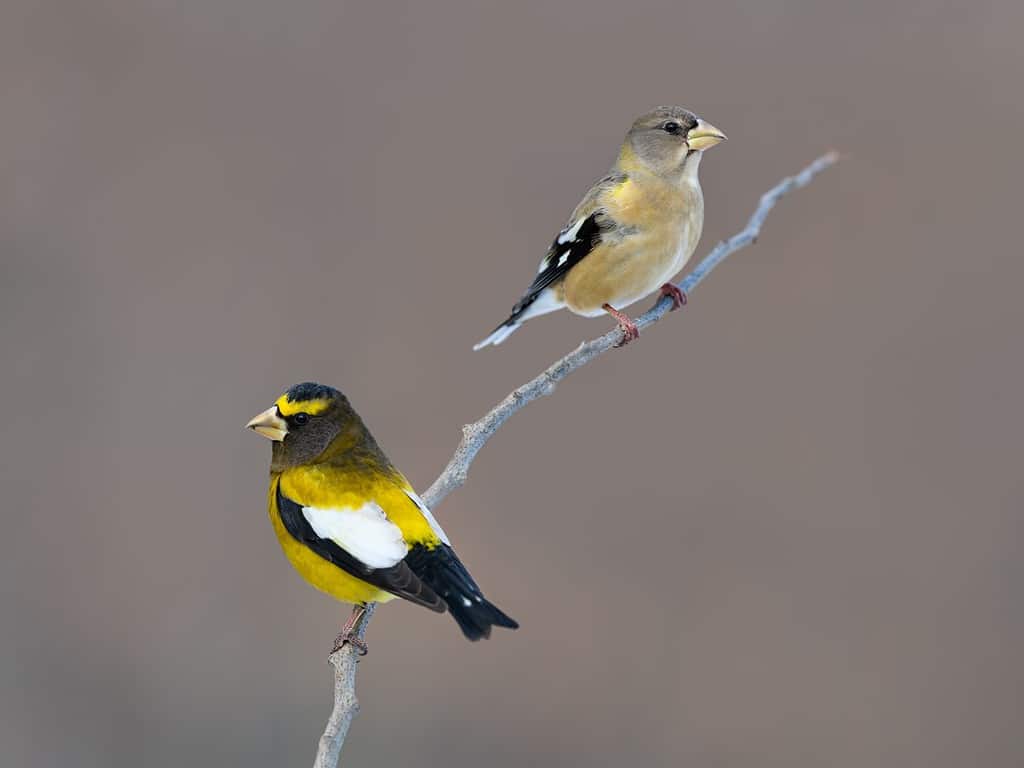 Meet the 9 Finches That Call Florida Home (and How to Properly ID Each!)