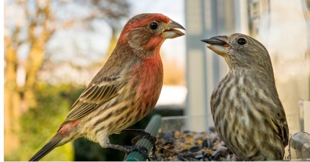 Meet the 9 Finches That Call Florida Home (and How to Properly ID Each!)