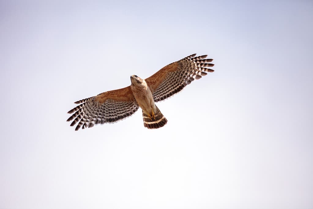 Red-Tailed Hawk vs. Red-Shouldered Hawk: What's the Difference?