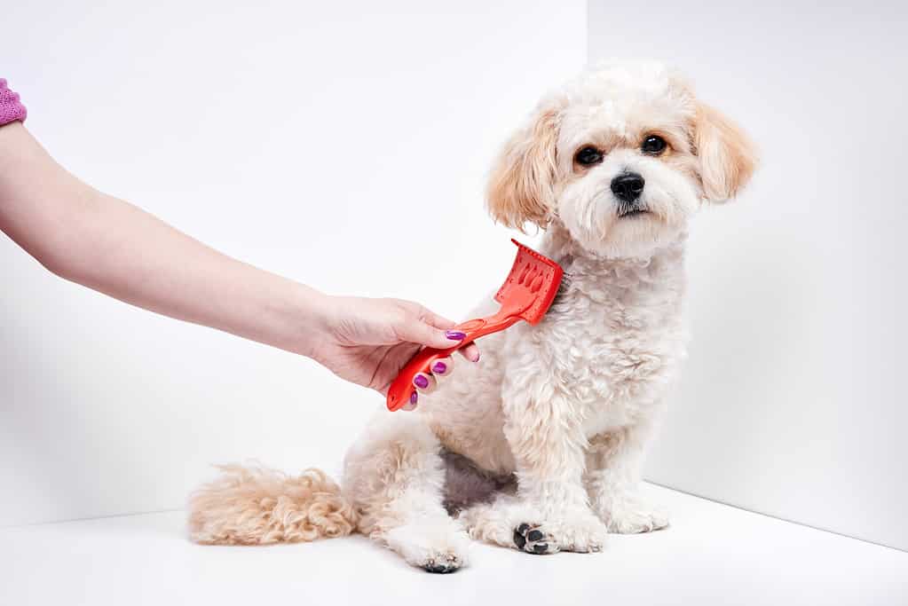 Maltipoo Temperament: Do They Make Good Family Dogs?