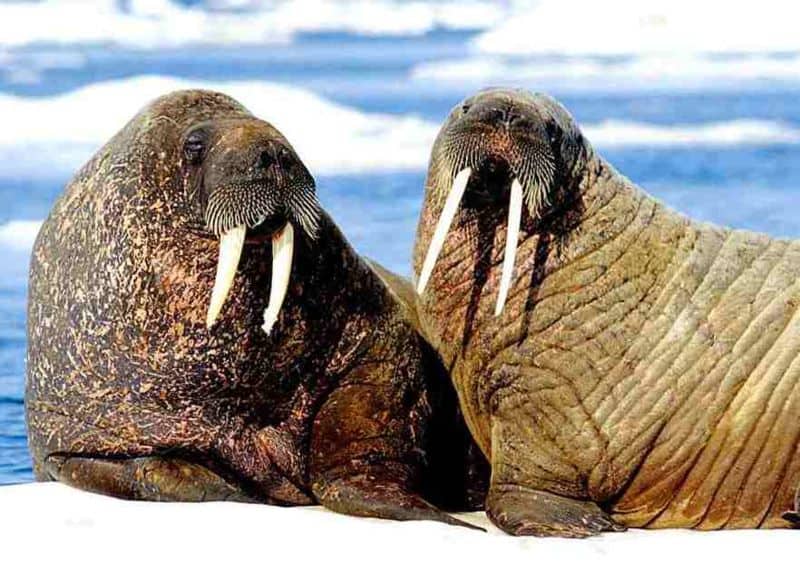 Walrus Tusks: How Long Do They Really Get?