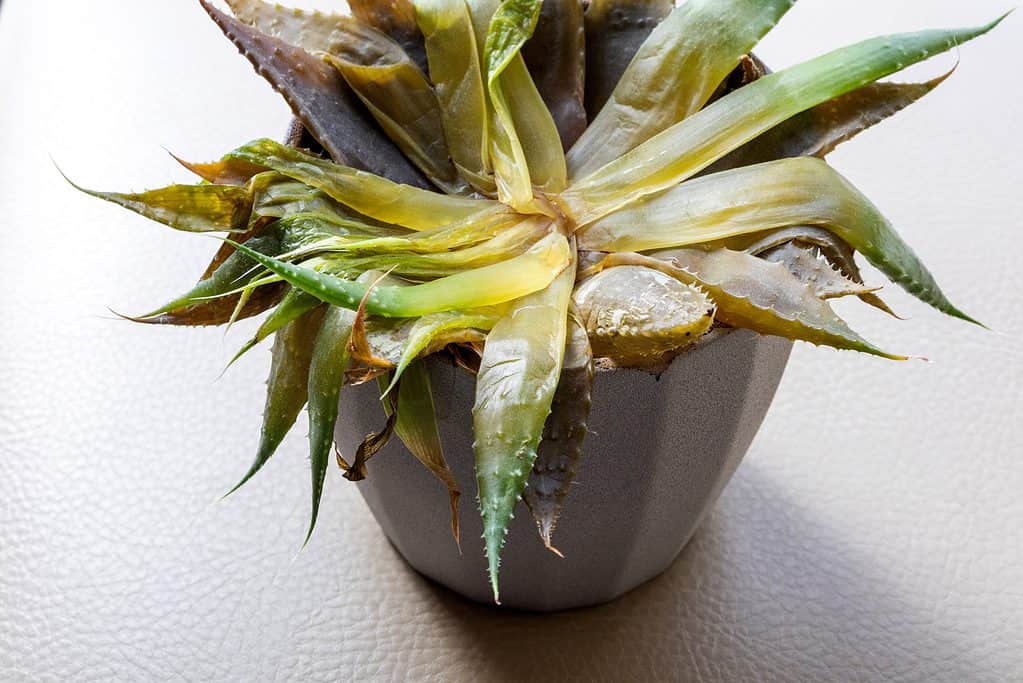 Can Aloe Survive Winter? 5 Tips for Keeping Your Plant Alive