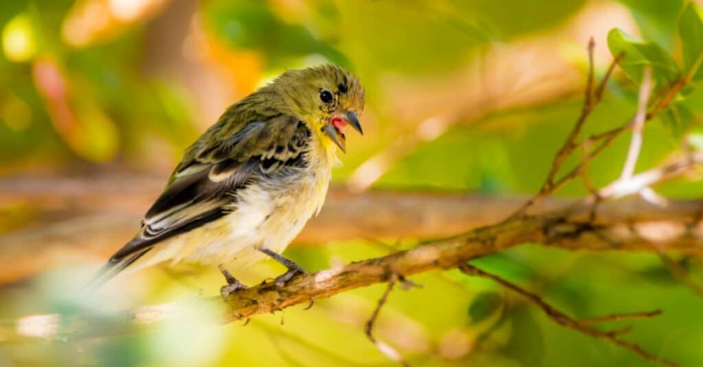 Meet the 9 Finches That Call Florida Home (and How to Properly ID Each!)