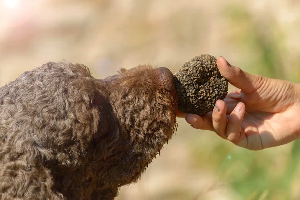 Truffle Prices in 2024: What to Expect When Buying