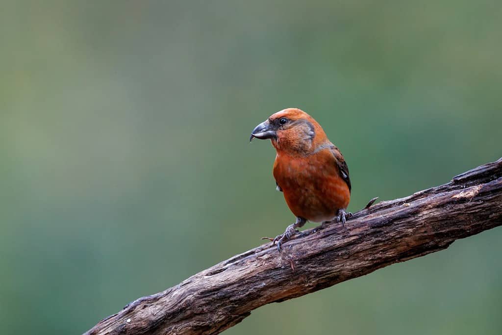 Meet the 9 Finches That Call Florida Home (and How to Properly ID Each!)