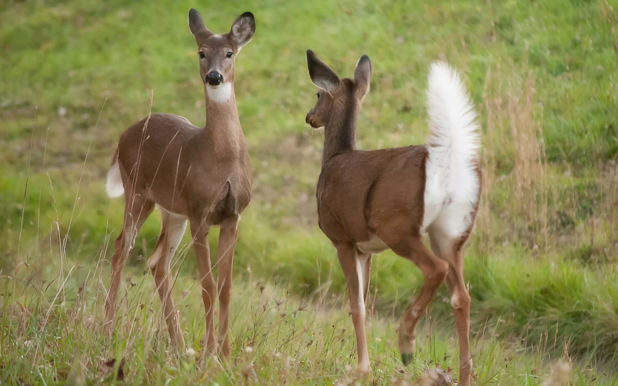 These Frantic Deer Go Berserk When They Realize They Are Trapped