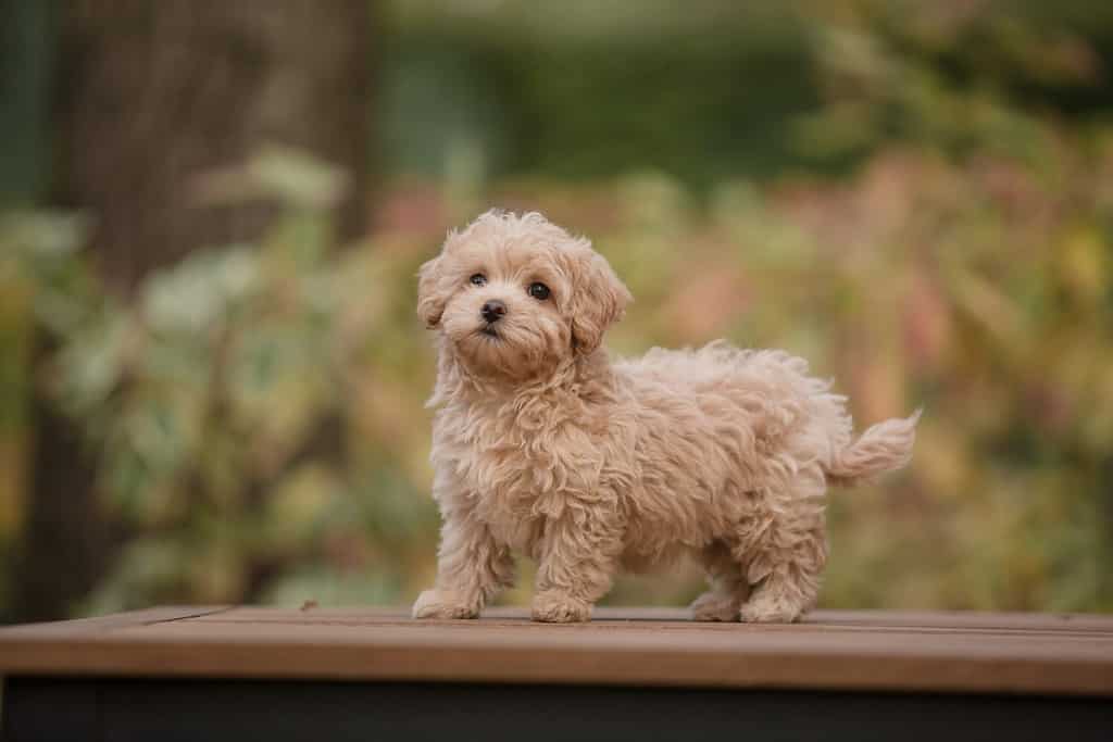 Maltipoo Temperament: Do They Make Good Family Dogs?