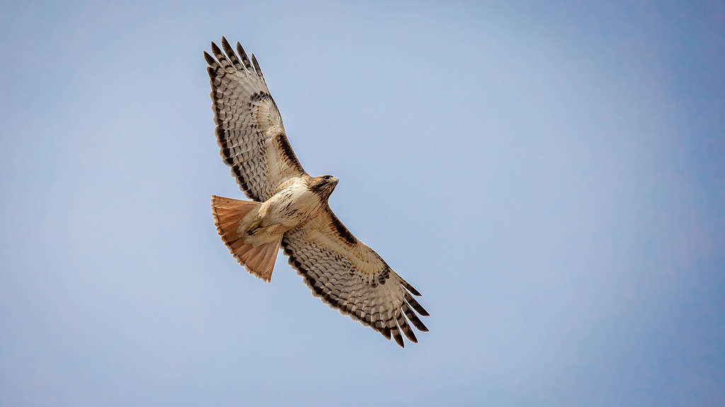 Red-Tailed Hawk vs. Red-Shouldered Hawk: What's the Difference?