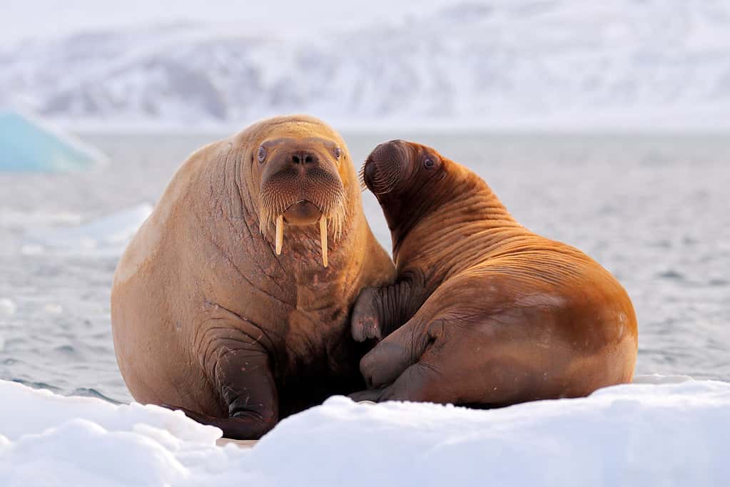 Walrus Tusks: How Long Do They Really Get?