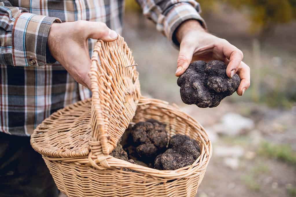 Truffle Prices in 2024: What to Expect When Buying