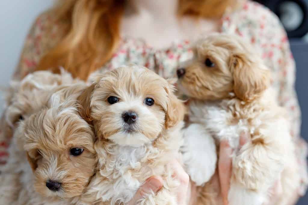 Maltipoo Temperament: Do They Make Good Family Dogs?