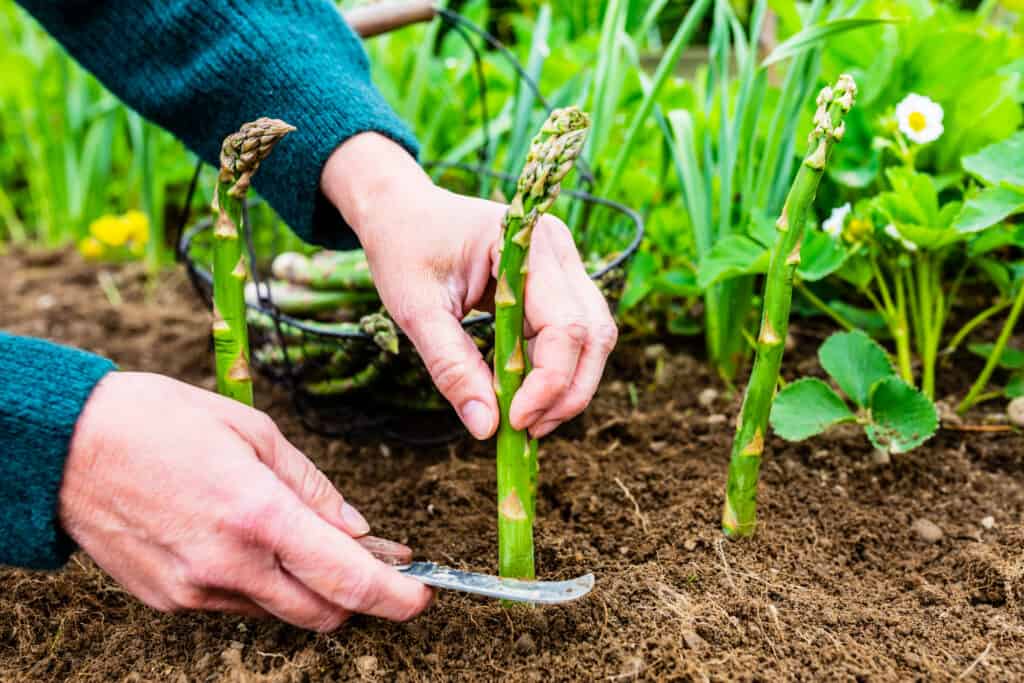 Yes, Rabbits Can Eat Asparagus! But Follow These 5 Tips