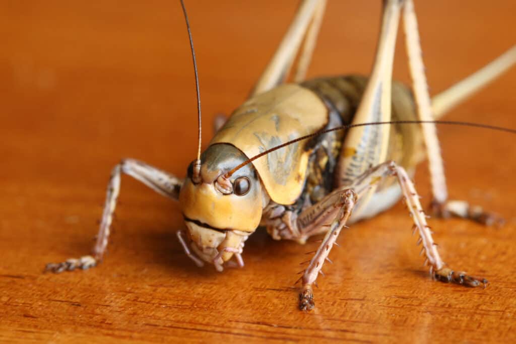 Cricket Poop: Everything You've Ever Wanted to Know