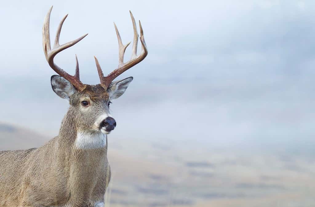 These Frantic Deer Go Berserk When They Realize They Are Trapped