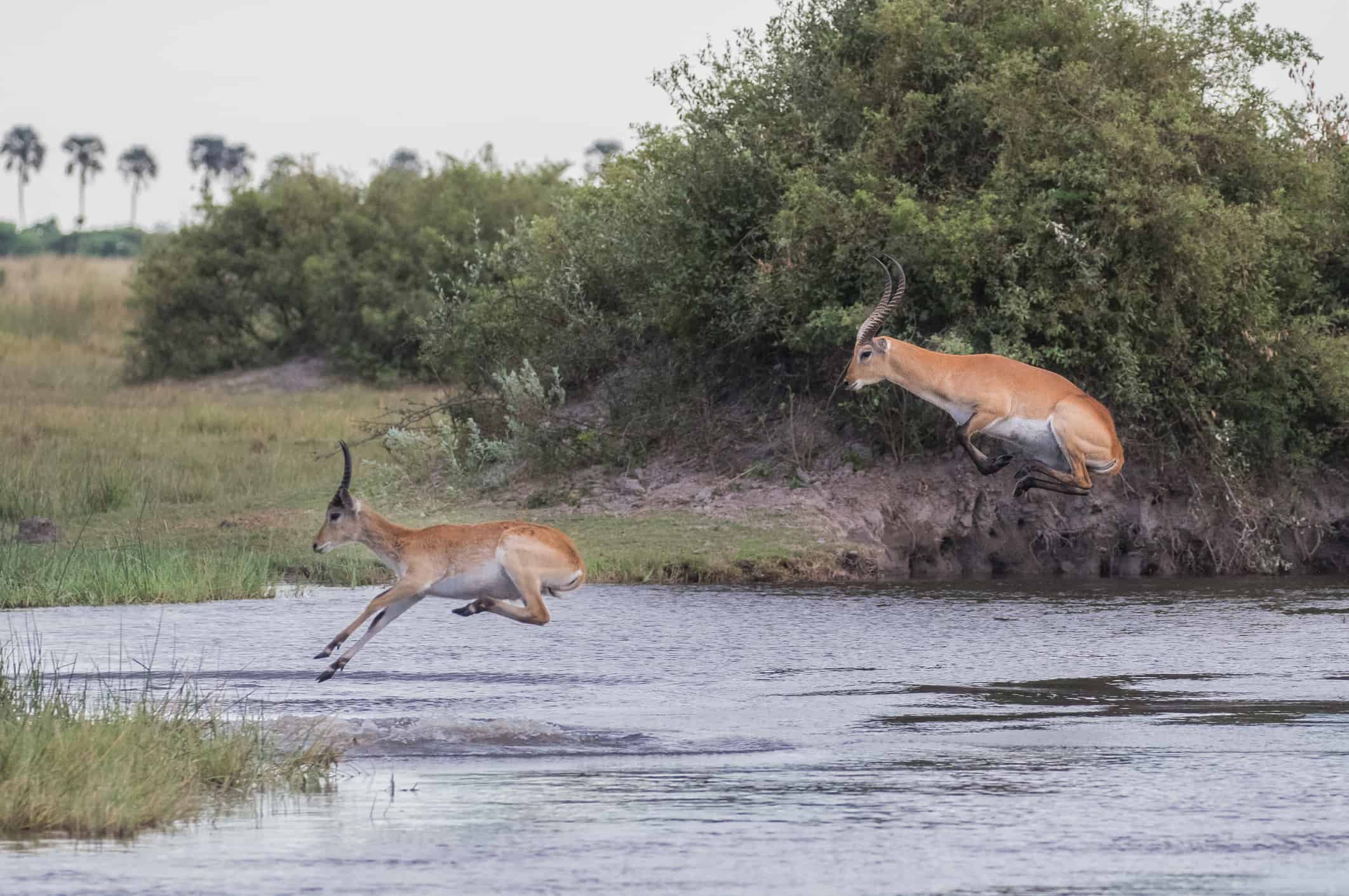 This Buck Swims For Its Life While Being Chased Down By a Determined Crocodile