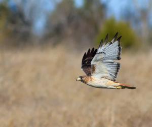 Red-Tailed Hawk vs. Red-Shouldered Hawk: What's the Difference?