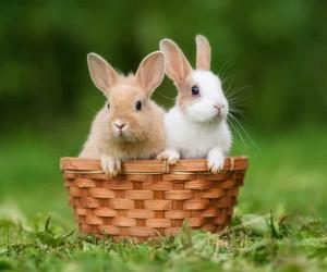 All About Okunoshima: The Rabbit Island of Japan