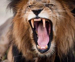 This Lion Gets Angry For Getting Hit in the Head With Dinner