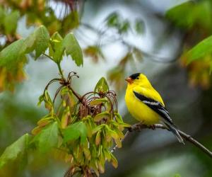 Meet the 9 Finches That Call Florida Home (and How to Properly ID Each!)