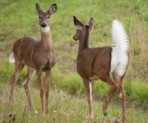 These Frantic Deer Go Berserk When They Realize They Are Trapped