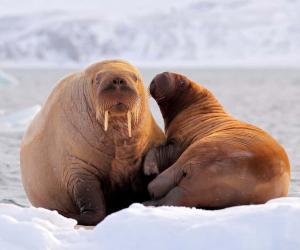 Walrus Tusks: How Long Do They Really Get?