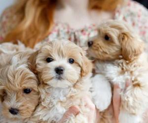 Maltipoo Temperament: Do They Make Good Family Dogs?