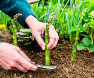 Yes, Rabbits Can Eat Asparagus! But Follow These 5 Tips