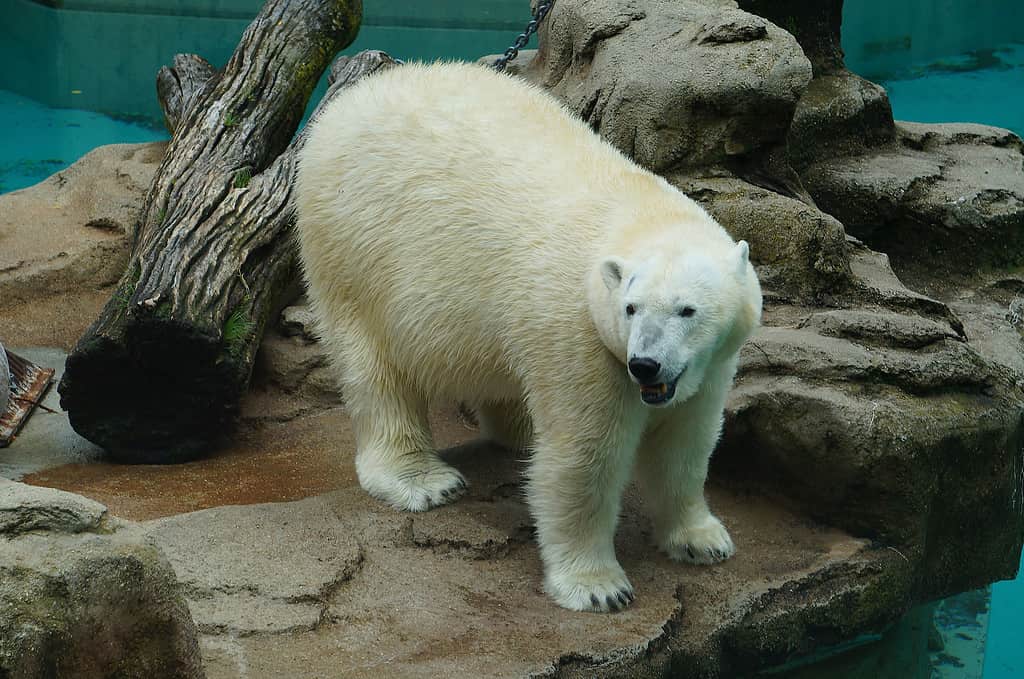 Yes, Polar Bears Can Swim! 9 Facts About These Amazing Swimmers