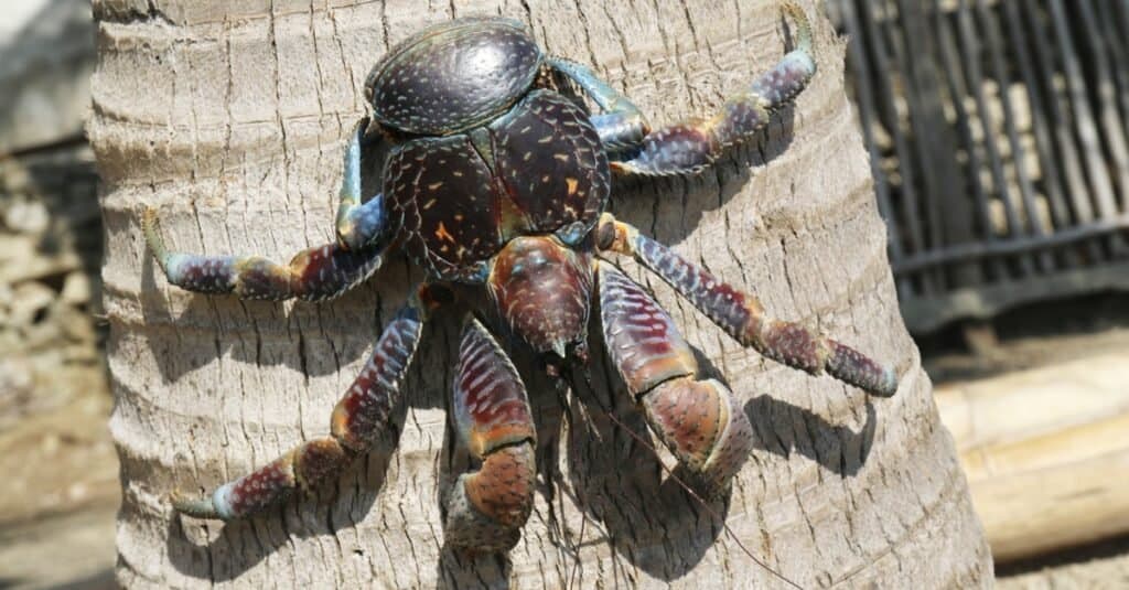 Carcinization: Here's Why Animals Keep Evolving Into Crabs