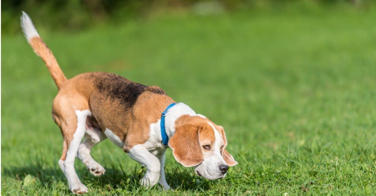 6 Reasons Beagles Are the Perfect Family Dog