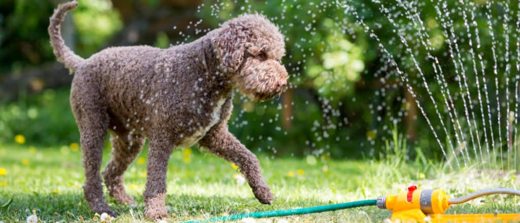 5 Easy Ways to Get Poop Out of Pet Fur