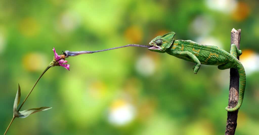 Courageous Chameleon Bites Back at a Venomous Snake Trying to Make It a Meal