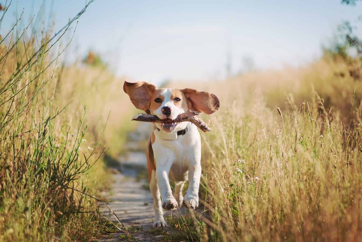 6 Reasons Beagles Are the Perfect Family Dog