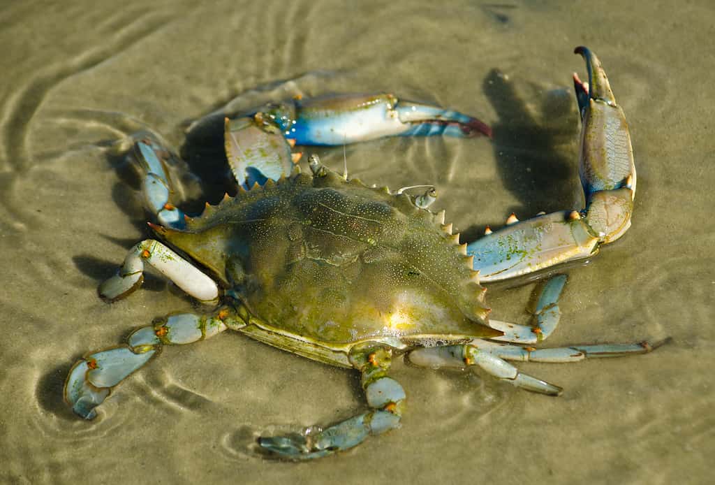 Carcinization: Here's Why Animals Keep Evolving Into Crabs