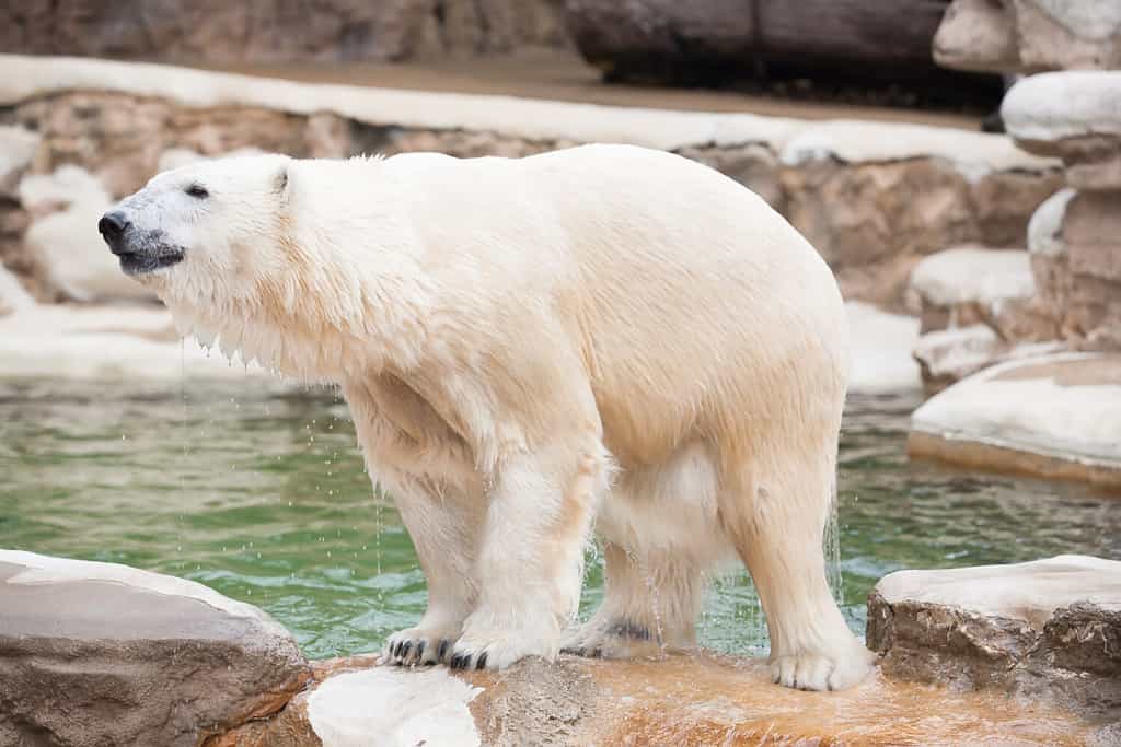 Yes, Polar Bears Can Swim! 9 Facts About These Amazing Swimmers