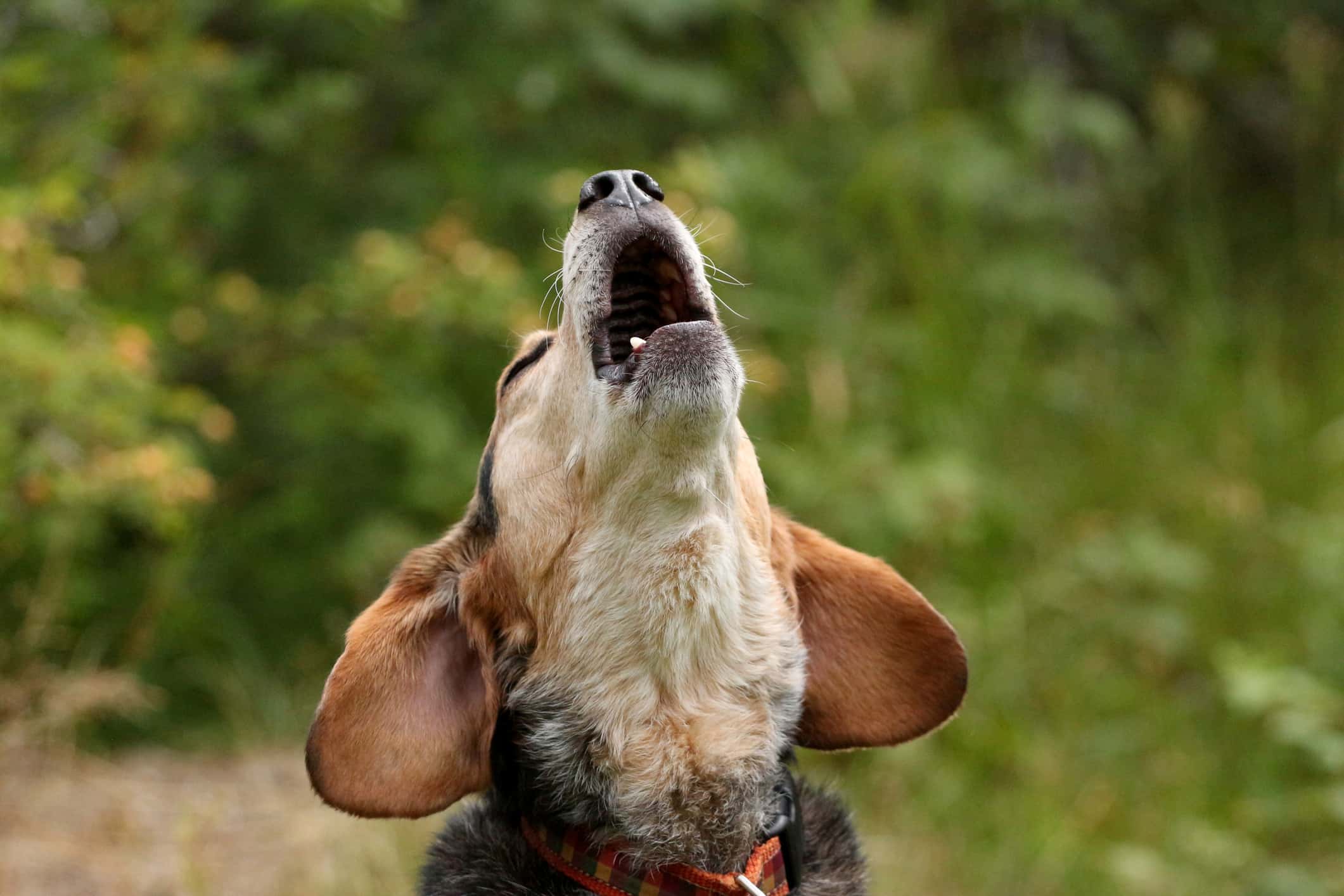 6 Reasons Beagles Are the Perfect Family Dog