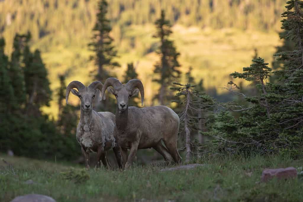 10 Mind-Blowing Facts About the Rocky Mountains