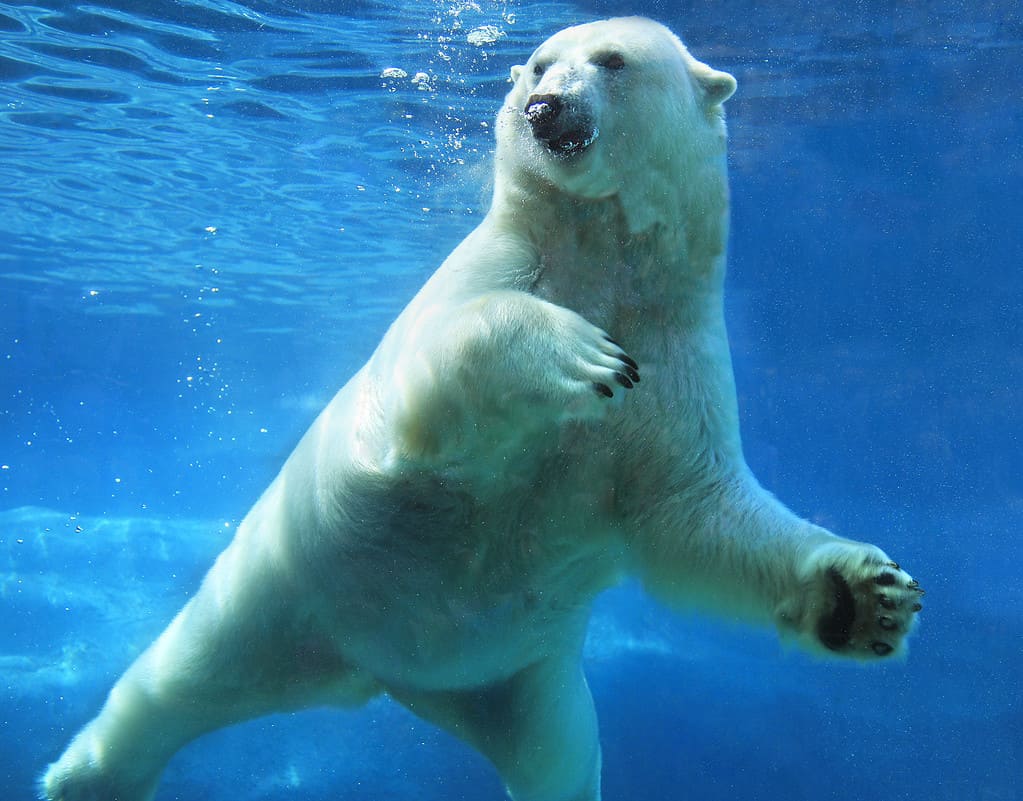 Yes, Polar Bears Can Swim! 9 Facts About These Amazing Swimmers