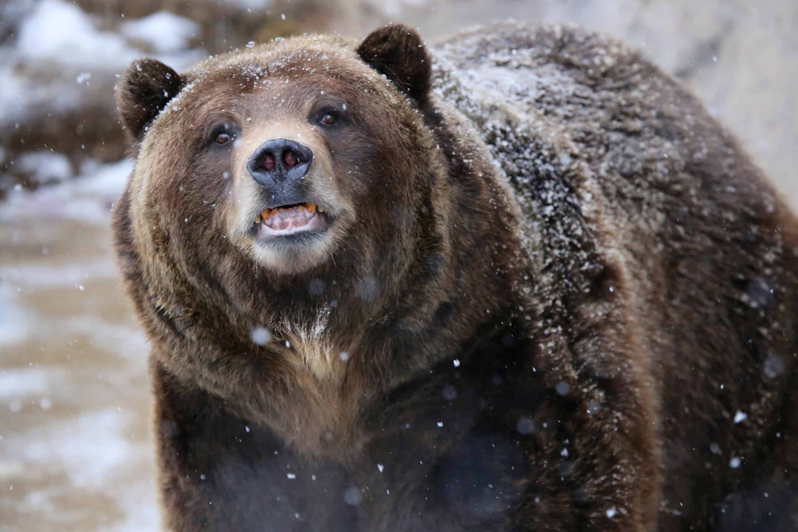 Fearless Bear Fights For His Life Against a Pack of Hunting Dogs