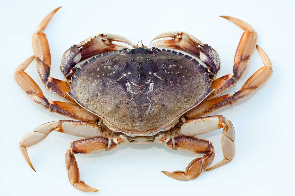 Carcinization: Here's Why Animals Keep Evolving Into Crabs