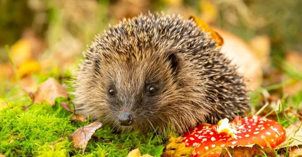 Can Hedgehogs Eat Fruit? 6 Facts About Their Diet