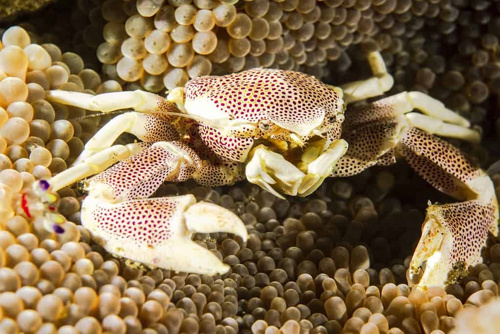 Carcinization: Here's Why Animals Keep Evolving Into Crabs