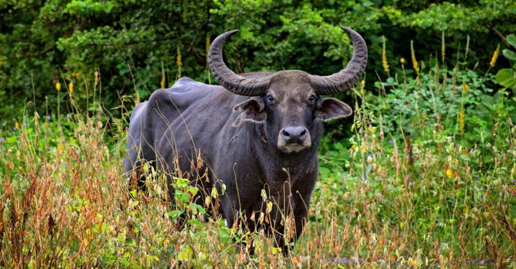 Two Angry Buffalo's Chase a Buddhist Monk Off Their Field